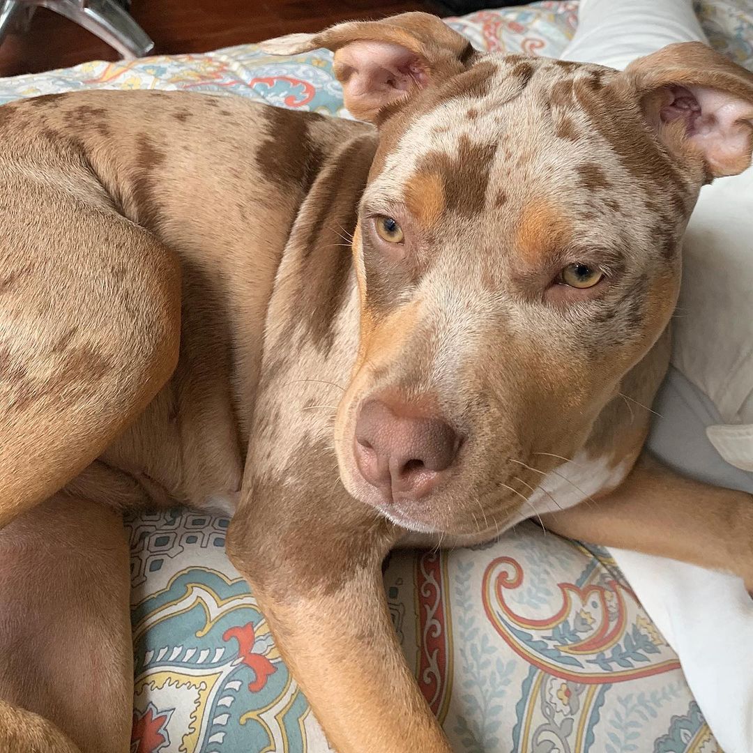 Cachorro American Pitbull